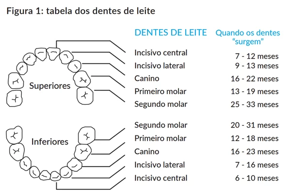 Dentes de "Leite"